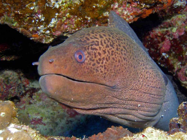 Red Sea Eels - Inspiratie voor 